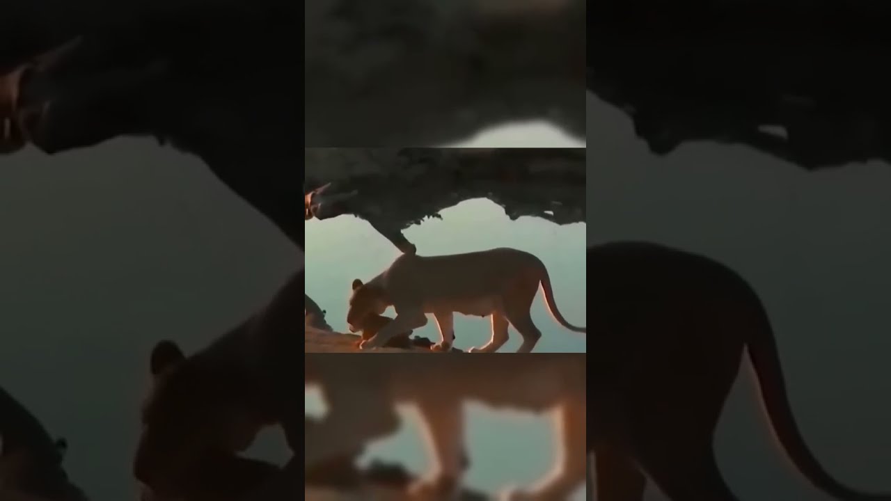 WildLife Struggle for Existence 