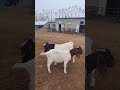 This is why we chose Boer! SheepFarming BlackGoa#5