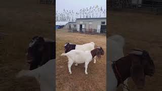 This is why we chose Boer! SheepFarming BlackGoa#5