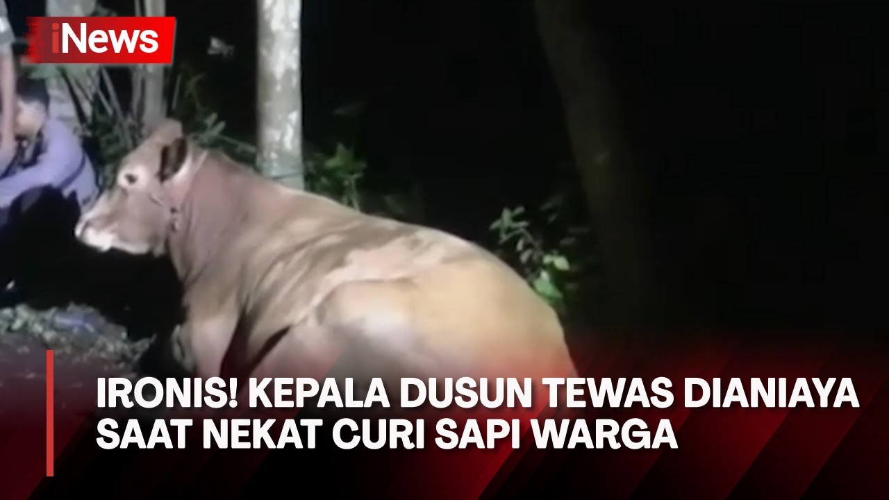 Senjata Makan Tuan, Maling Sapi Tewas Dikeroyok Massa