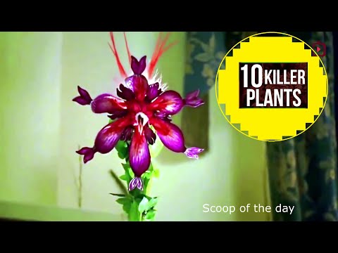 Vídeo: Cobra Lily Information - Como cultivar plantas de jarro de Cobra Lily