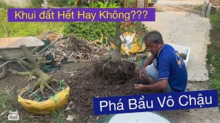 Xử lý mai mai phôi vô chậu,,,