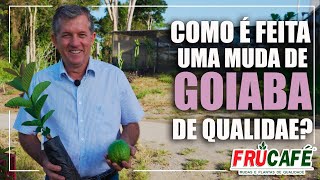 Como é Feita uma Muda de GOIABA de Qualidade?