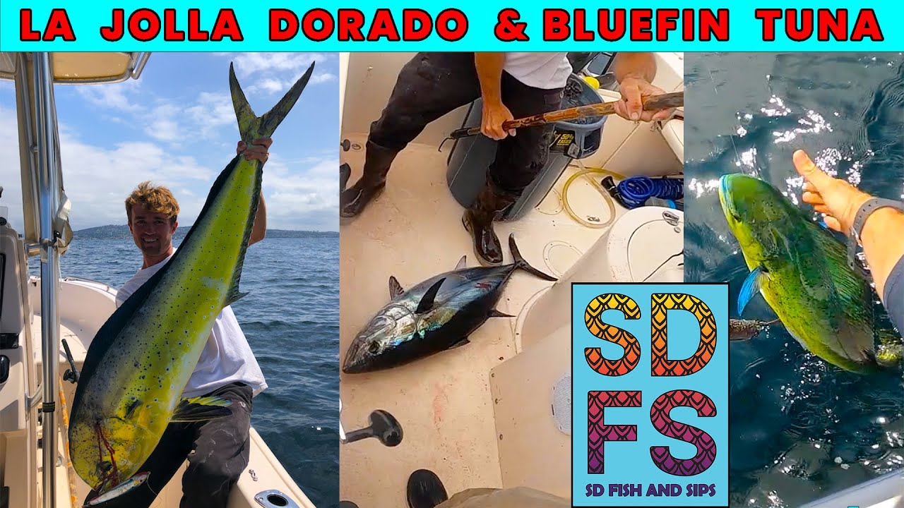 La Jolla Dorado Bluefin Tuna & Mackerel, San Diego Commercial Fishing