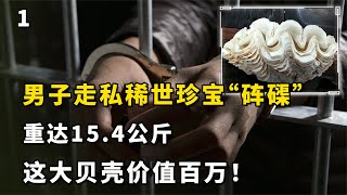 男子走私稀世珍寶“硨磲”，重達15.4公斤，這大貝殼價值百萬！ #砗磲，走私，巨型贝壳，天价珍宝，男子