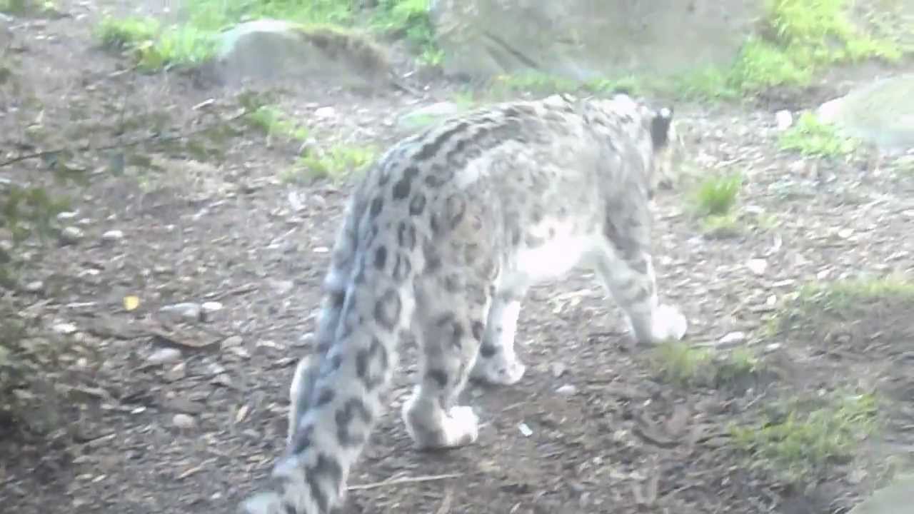 Restless Snow Leopard - Endangered species - HD