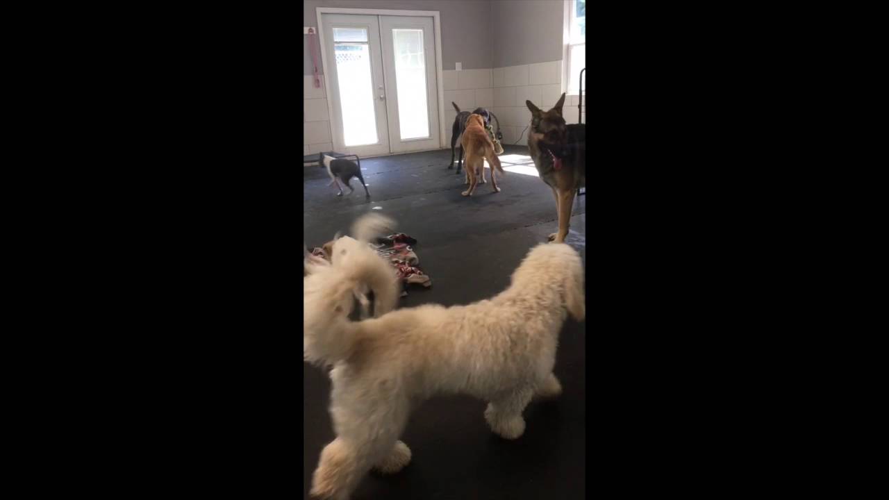 The Barkery Boarding & Daycare Olympics 2016 Week 3 YouTube