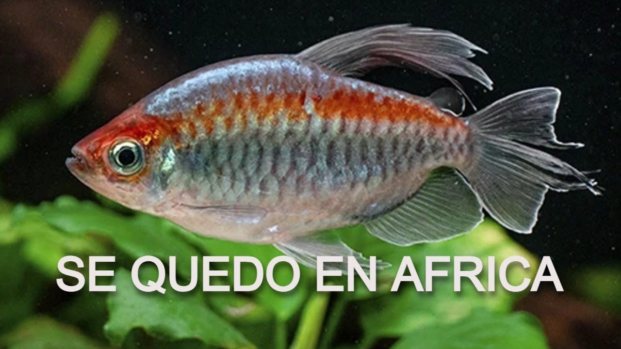 Los tetras  se quedaron en AFRICA y cambiaron
