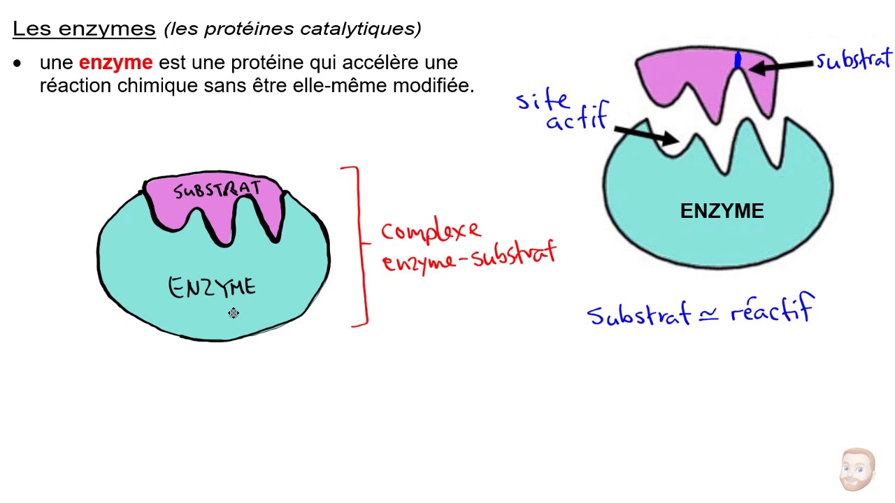 Les protéines et les enzymes YouTube