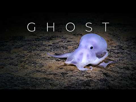 Deep Sea Habitat Beyond the Usual Glance