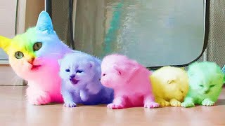 Best Funny Animal Videos Of The 2023🤣 - Funniest Cats And Dogs Videos 😺😍 Funny Cats HD 😍 by Funny Cats HD 286 views 1 year ago 1 hour