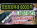 『寒ブリさばいてみた！今夜は鰤しゃぶで決まり！天然寒鰤半身6000円〜』令和6年12月8日の激安魚屋@福井県敦賀市相木魚問屋