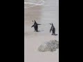 Penguins at boulders beach