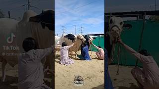 #cow #cattleworld #cattleyard #bull #bullfarm #foryou #qurbani2026 cattle yard