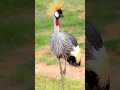30 birds name #viralshort #birds #views #animals #shots #cartoon #kids