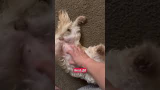 Dog Gets Hypnotized