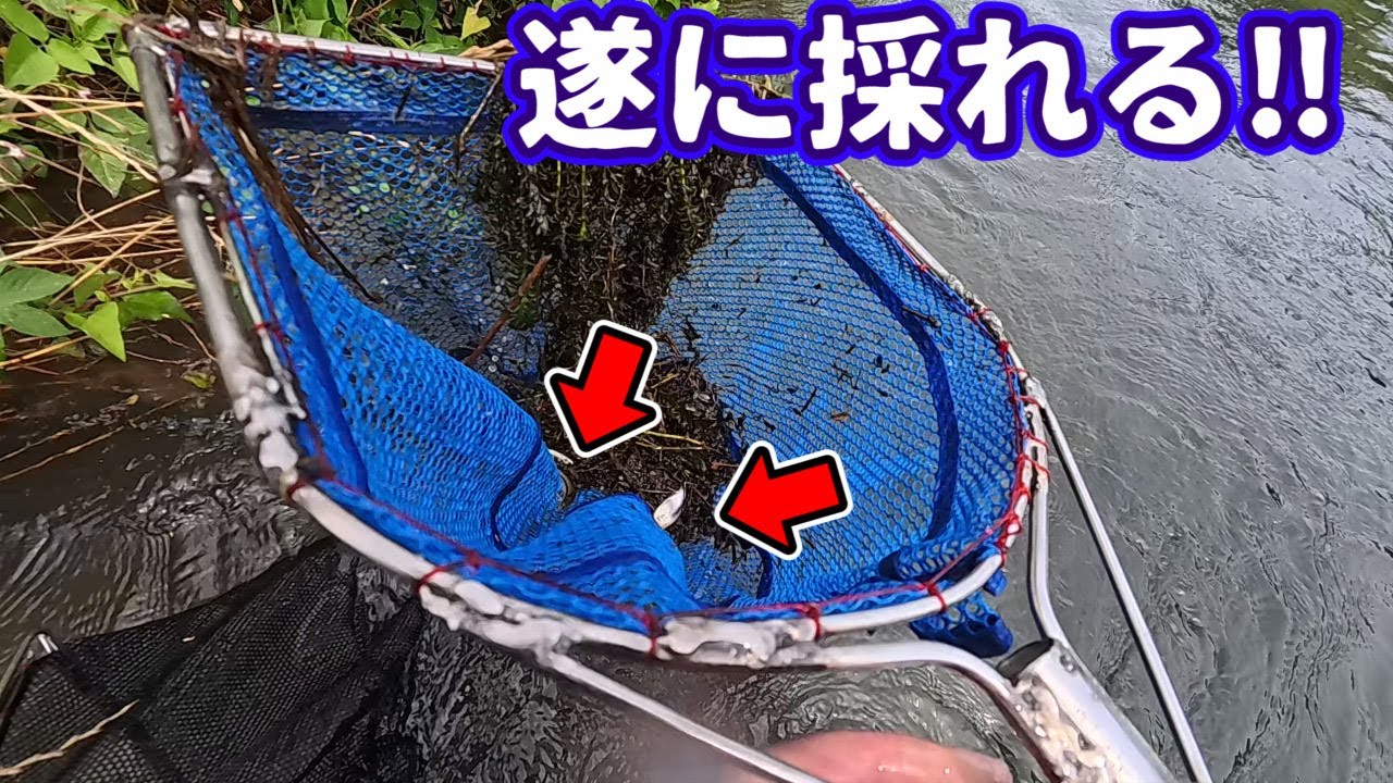 埼玉遠征～探して居た魚見付かる～【水路編その2】