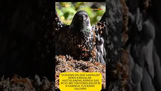 Kargaların İnanılmaz Tedavi Yöntemi Çbilgiler