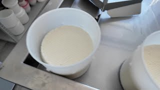Сыры под микроскопом: исследуют продукцию от местных пород коров