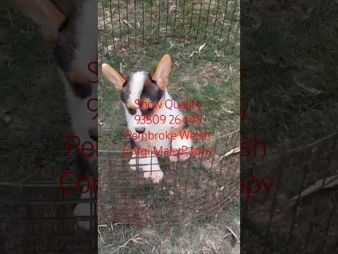 Pembroke Welsh Corgi Male Puppy In India (Tri Colour)