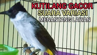 Download Lagu KUTILANG GACOR SUARA VARIASI EMOSI MENANTANG LAWAN BUNYI MP3