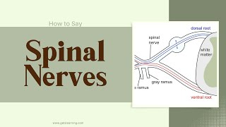 How to Say (Spinal Nerves) In British English