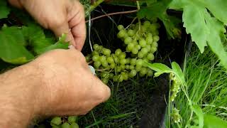 К-ш Соломія виноград в Західній Україні (Solomia grapes in West Ukraine) 18:08:2021