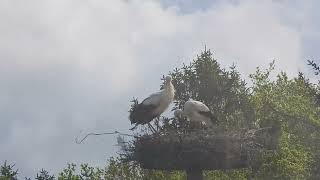 White storks in Denmark Saksborg 4 maj 2024