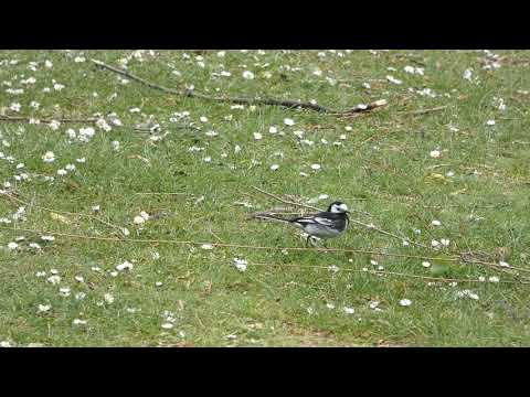 Pied Wagtail sprinting through the daisies