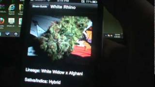Marijuana 4/20/11 iPhone App screenshot 2