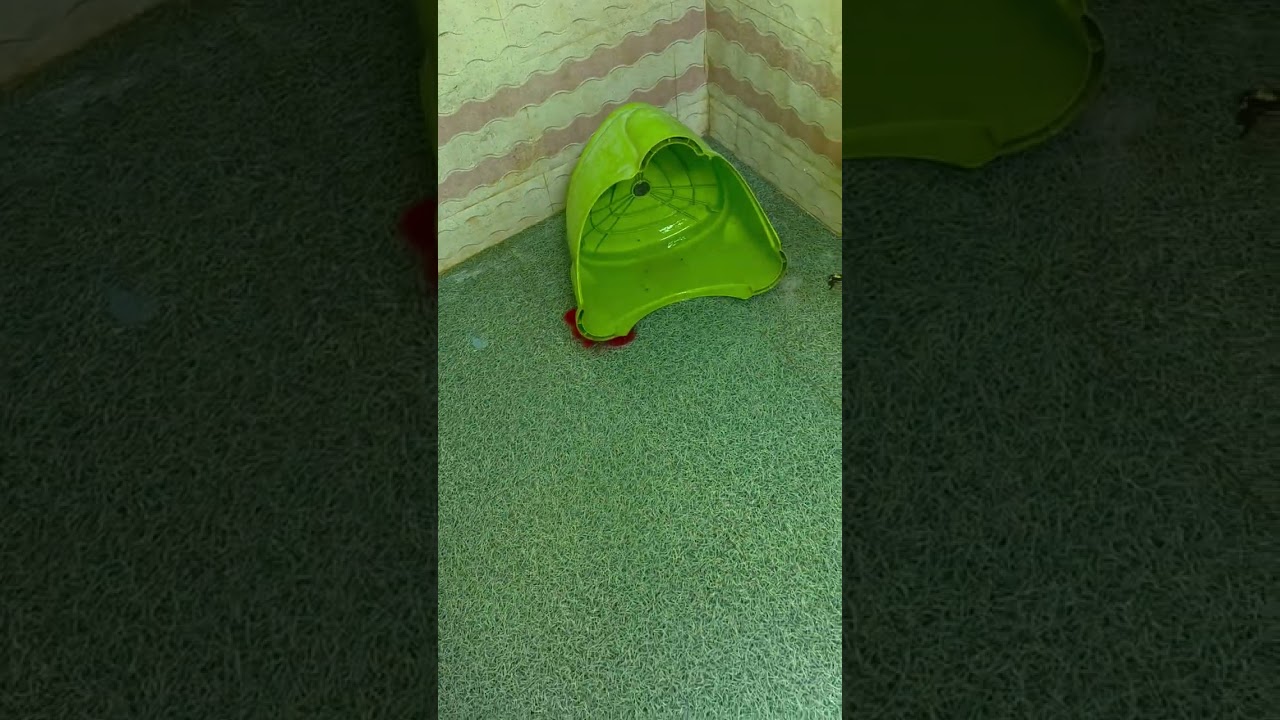 Indian Spectacle Cobra Snake #shortsvideo #youtubeshorts #trending