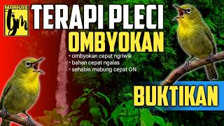 🔴 LIVE Terapi Pleci OMBYOKAN Agar Cepat Ngalas Buka Paruh Paling Responsif!!!