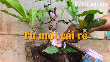 Tạo cây Lộc vừng từ một cái rễ