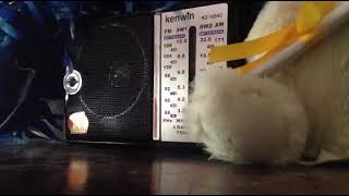 ITinaqu - Bula FM, Radio Fiji launch screenshot 1