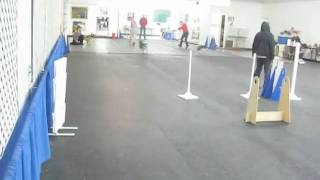 Strider flyball Apr 17 2010