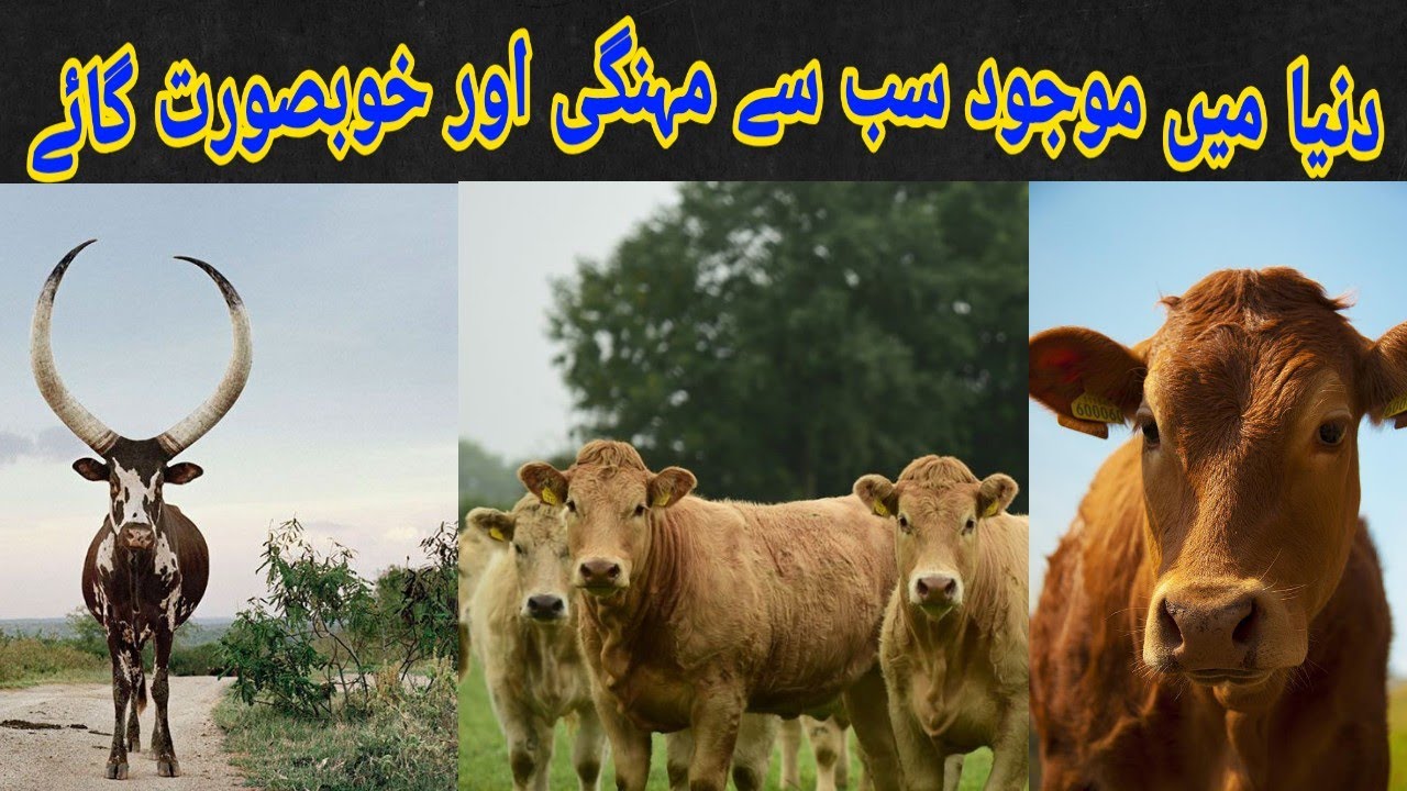 World Most Unseen Cows | World Most Expensive Cows | World Most Big