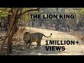 The Lion King | Gir National Park | Sasan Gir