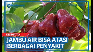 Jangan Anggap Sepele, Kandungan dalam Jambu Air Bisa Atasi Berbagai Penyakit