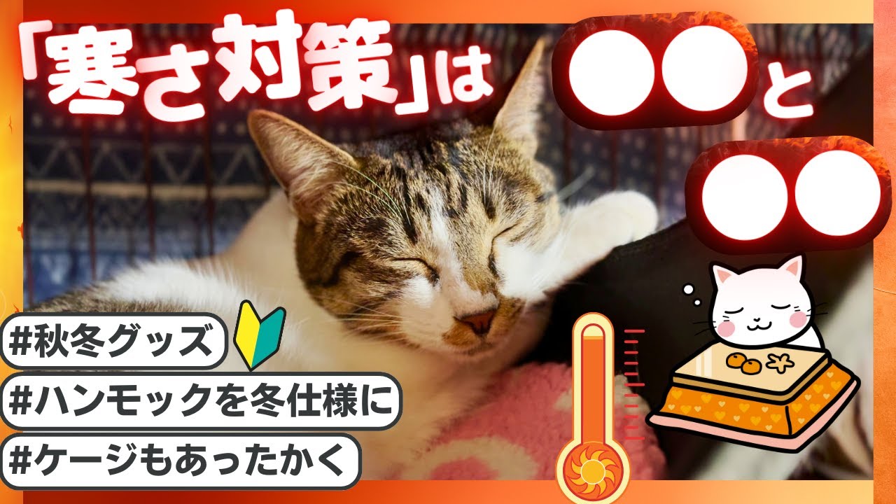 How to protect your cat from the cold! Introducing 5 types of warm