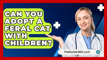 Can You Adopt A Feral Cat With Children? - PetGuide360.com