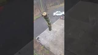 Famous Spurless Canopy Reduction Raw Rigging Pt1 #shorts #raw #arborist #rigging #treeclimbing Wealth