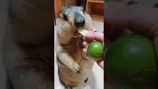 Marmot chews sour lemon :))