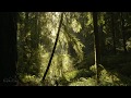 Звуки потока воды в утреннем лесу - Природа для сна и учебы