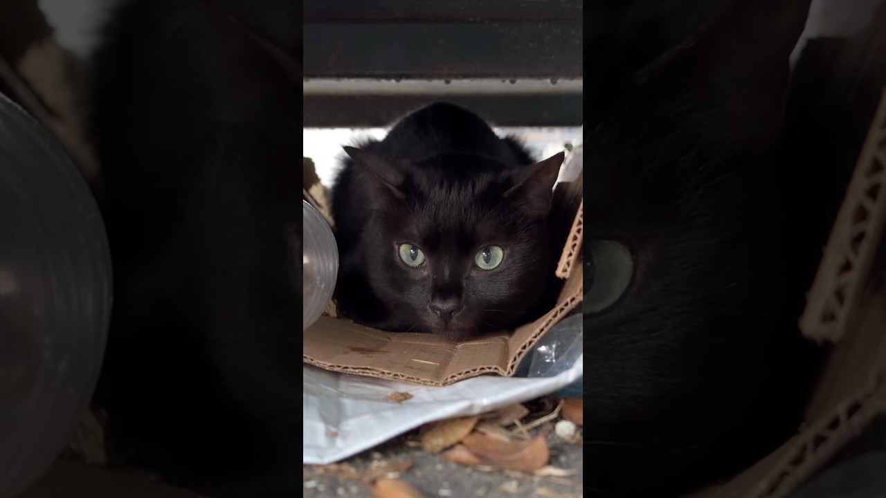 Be kind to stray animals 🖤 #cats  #cat  #Celeno