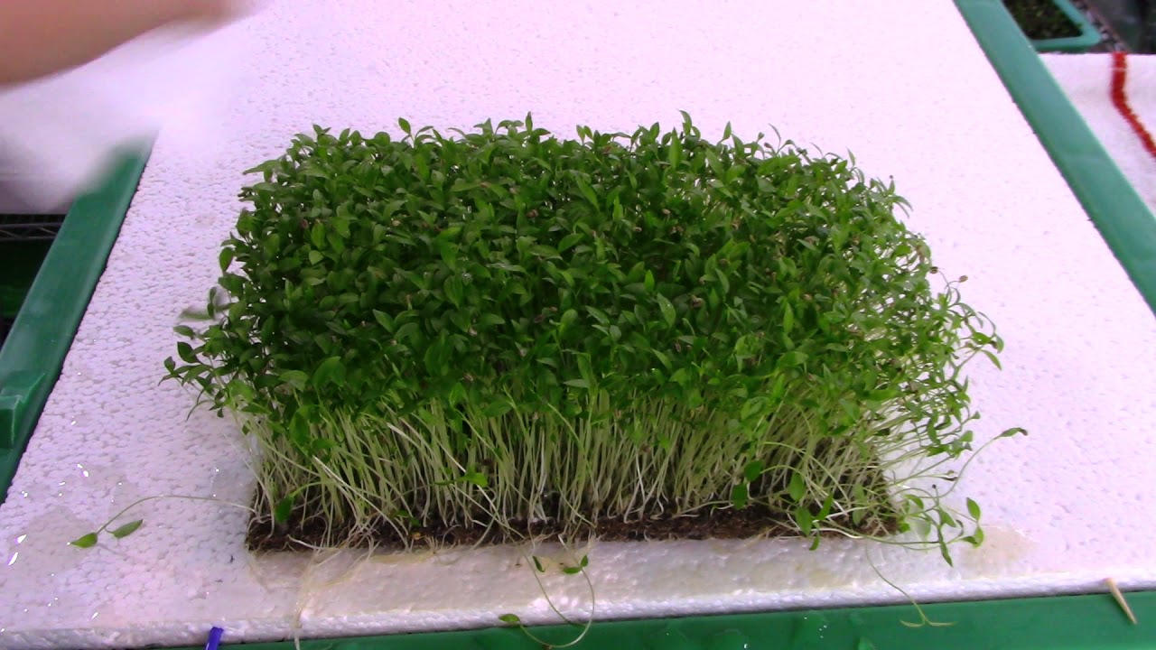 Parsley GrowALong Day 2 YouTube