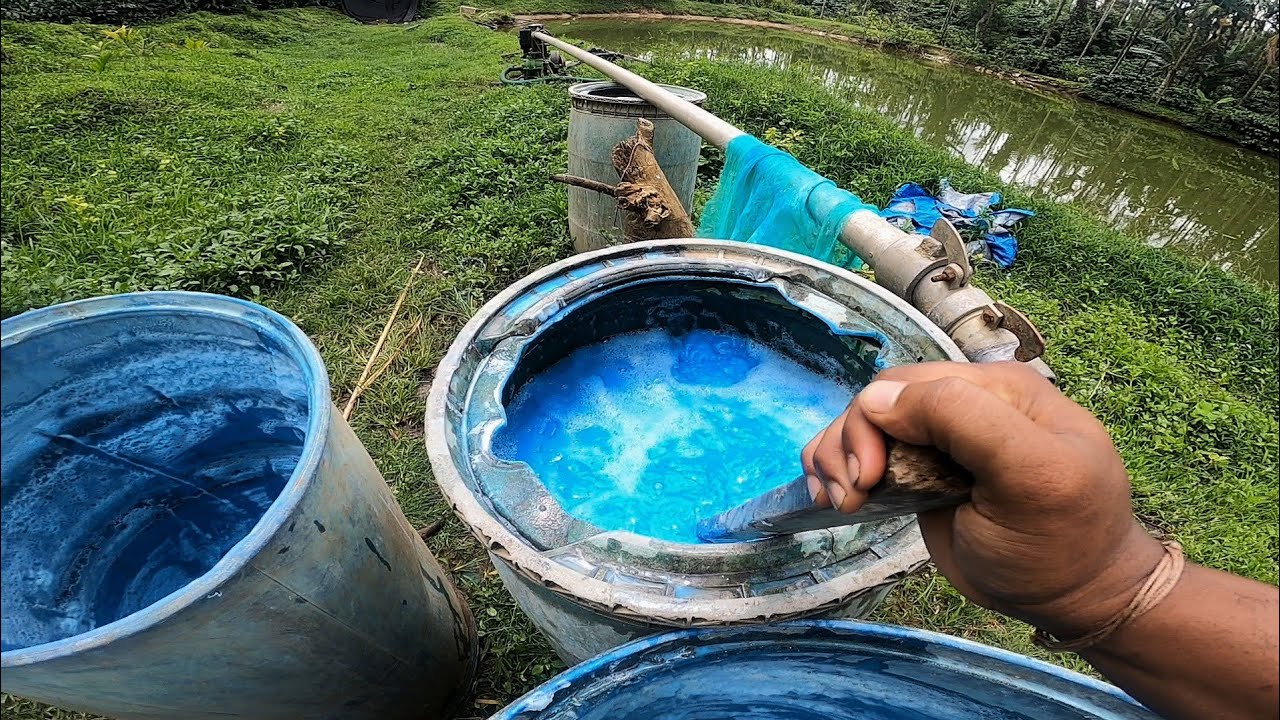 BORDEAUX MIXTURE PREPARATION| SPRAY FOR ARECA NUT