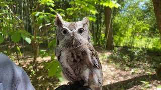 Home Safari – Oakley Screech Owl – Cincinnati Zoo Home Safari – Oakley Screech Owl – Cincinnati Zoo