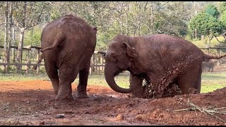 Harmonious Trumpets: Tiktok and Mae Kheow's Joyful Bond  ElephantNews