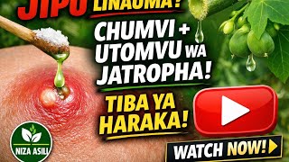 JIPU Linauma? Jaribu Jatropha   Chumvi Kutibu Jipu Haraka! 😱💥