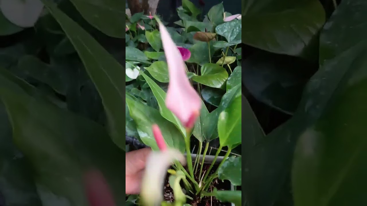 අවශ්‍ය කෙනෙකු සිටී නම් විමසන්න    contact no - 0769419230 whatsapp-0773286191